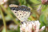 Lycaena tityrus