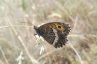 Arethusana arethusa