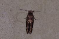 Mompha subbistrigella