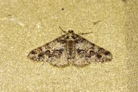 Agriopis leucophaearia