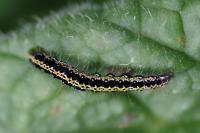 Ethmia bipunctella