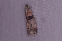 Sciota rhenella