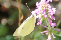 Pieris brassicae