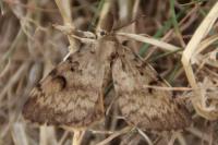 Lymantria dispar