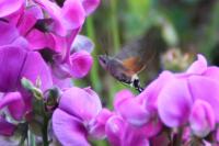 Macroglossum stellatarum