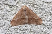 Phigaliohybernia marginaria