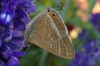 Lampides boeticus