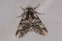 Biston strataria