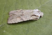 Lithophane ornitopus