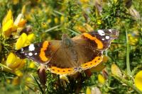Vanessa atalanta
