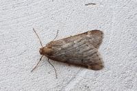 Alsophila aescularia