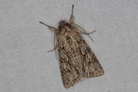Xylocampa areola