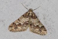 Agriopis leucophaearia