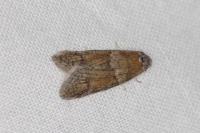 Tortricodes alternella
