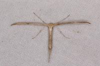 Emmelina monodactyla