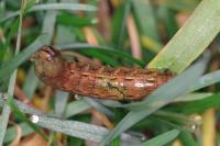 Noctua pronuba