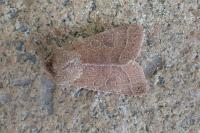 Orthosia cerasi