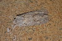 Lithophane ornitopus