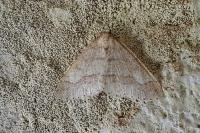 Phigaliohybernia marginaria