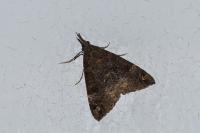 Hypena obsitalis