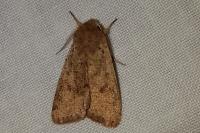 Orthosia cruda