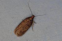 Depressaria albipunctella