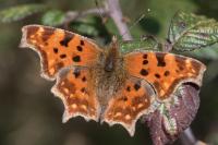 Polygonia c-album