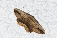 Menophra abruptaria