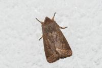 Orthosia cerasi