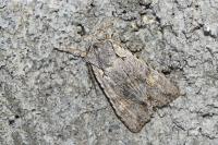 Lithophane ornitopus