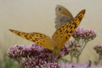 Argynnis paphia