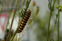 Tyria jacobaeae