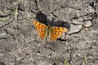 Polygonia c-album