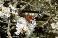 Aglais io