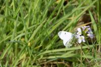 Anthocharis cardamines
