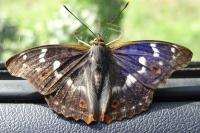 Apatura ilia