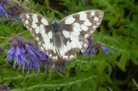 Melanargia galathea