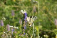 Iphiclides podalirius