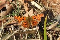 Polygonia c-album
