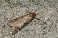 Alsophila aescularia