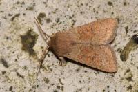 Orthosia miniosa
