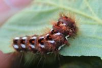 Acronicta rumicis