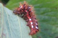 Acronicta rumicis