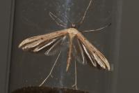 Emmelina monodactyla