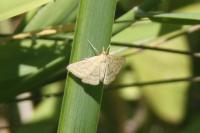 Psammotis pulveralis