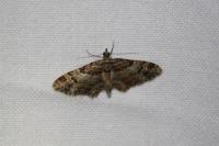 Gymnoscelis rufifasciata