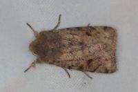 Orthosia incerta