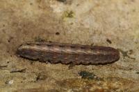 Hoplodrina ambigua