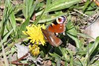 Aglais io
