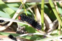 Melitaea cinxia